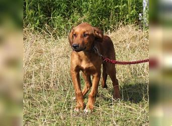 Riku - Körbchen auf Lebenszeit gesucht