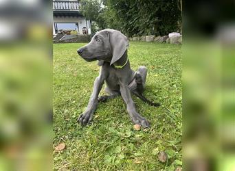 Weimaraner Welpen reinrassig in blau