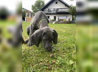 Weimaraner Welpen reinrassig in blau