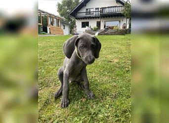 Weimaraner Welpen reinrassig in blau