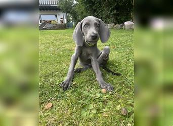 Weimaraner Welpen reinrassig in blau