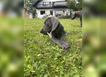 Weimaraner Welpen reinrassig in blau