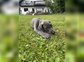 Weimaraner Welpen reinrassig in blau