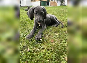 Weimaraner Welpen reinrassig in blau