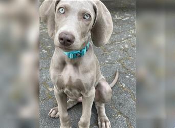 Weimaraner Welpen reinrassig in blau