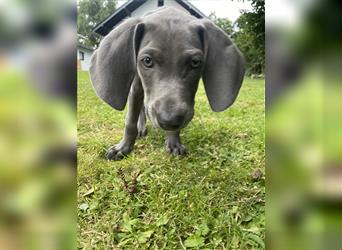 Weimaraner Welpen reinrassig in blau