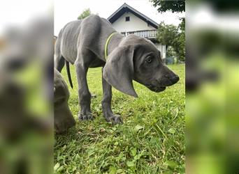 Weimaraner Welpen reinrassig in blau