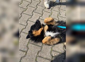 Cyndi junger kroatischer Schäferhund Mischling Hündin Junghund sucht Zuhause für immer