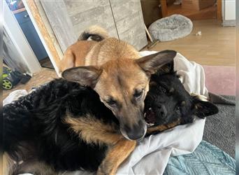 Cyndi junger kroatischer Schäferhund Mischling Hündin Junghund sucht Zuhause für immer