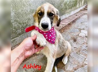 Ashley 07/2023 (GRC) - verspielte und fröhliche, süße Junghündin sucht Familie!