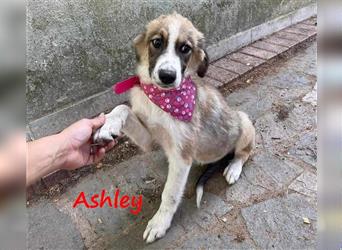 Ashley 07/2023 (GRC) - verspielte und fröhliche, süße Junghündin sucht Familie!