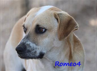 Romeo4 08/2022 (GR) - schüchterner, süßer Schatz sucht geduldige Menschen mit großem Herz!