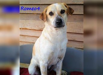 Romeo4 08/2022 (GR) - schüchterner, süßer Schatz sucht geduldige Menschen mit großem Herz!