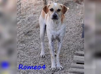 Romeo4 08/2022 (GR) - schüchterner, süßer Schatz sucht geduldige Menschen mit großem Herz!