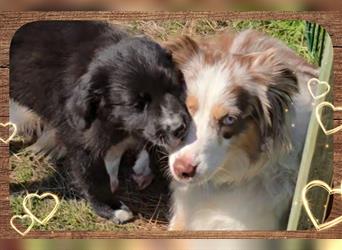 Golden Aussie / Traum auf 4 Pfoten / Welpen / Golden Retriever