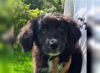 Golden Aussie / Traum auf 4 Pfoten / Welpen / Golden Retriever