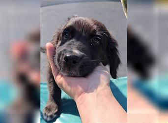 Golden Aussie / Traum auf 4 Pfoten / Welpen / Golden Retriever