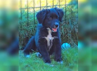 Golden Aussie / Traum auf 4 Pfoten / Welpen / Golden Retriever