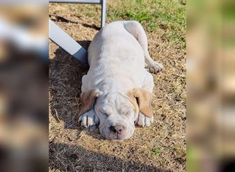 Old English bulldog