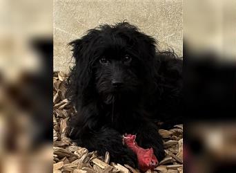 Toller kleiner Mini Aussiedoodle sucht perfekte Familie