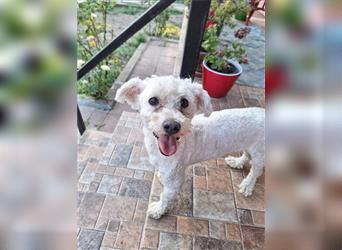 Bella, Bichon-Mix, Hündin, geb. ca. 2023, ca. 24 cm