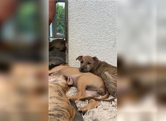 Wunderschöne Welpen suchen ein liebevolles Zuhause