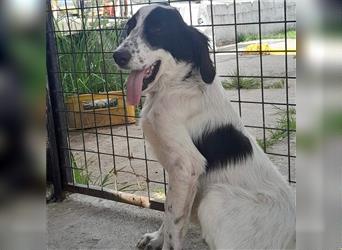 Armado-Setter-Mischling- sucht ein Zuhause/Pflegestelle