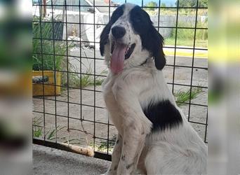 Armado-Setter-Mischling- sucht ein Zuhause/Pflegestelle