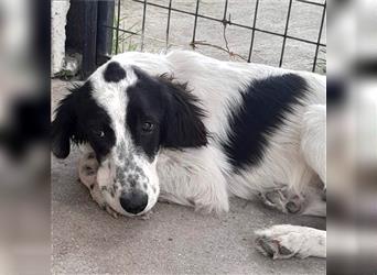 Armado-Setter-Mischling- sucht ein Zuhause/Pflegestelle