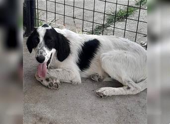 Armado-Setter-Mischling- sucht ein Zuhause/Pflegestelle