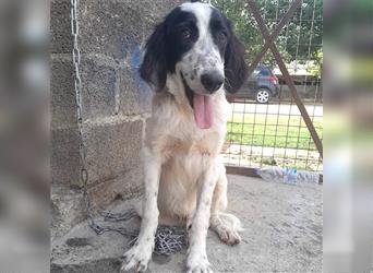 Armado-Setter-Mischling- sucht ein Zuhause/Pflegestelle