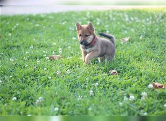 rote Shiba Inu -Rüde KENZO