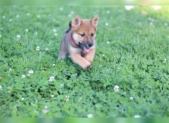 rote Shiba Inu -Rüde KENZO