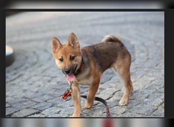 rote Shiba Inu -Rüde KENZO