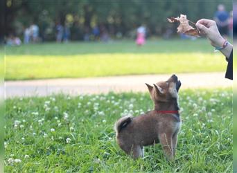 rote Shiba Inu -Rüde KENZO