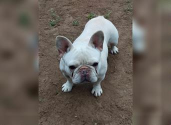 Kiley, Französische Bulldogge, Hündin, ca. 3 Jahr, ca. 30-35 cm