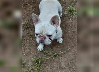 Kiley, Französische Bulldogge, Hündin, ca. 3 Jahr, ca. 30-35 cm