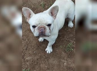 Kiley, Französische Bulldogge, Hündin, ca. 3 Jahr, ca. 30-35 cm