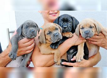 Cane corso Welpen