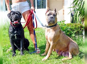 Cane corso Welpen