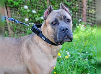 Cane corso Welpen