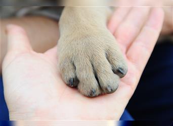 Cane corso Welpen