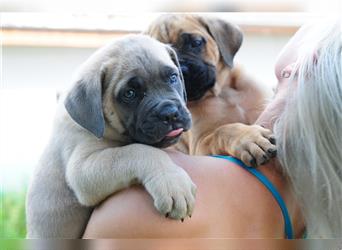 Cane corso Welpen