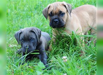 Cane corso Welpen