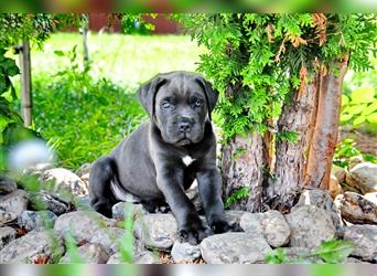 Cane corso Welpen