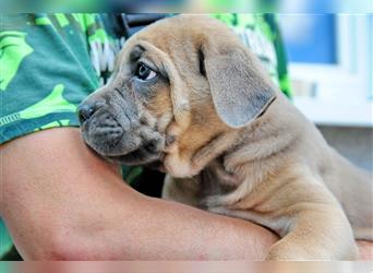 Cane corso Welpen