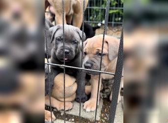 Cane corso Welpen