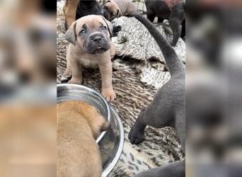 Cane corso Welpen