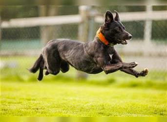 Zauberhafte dreiviertel Whippet Welpen abzugeben