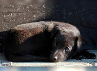 Zauberhafte dreiviertel Whippet Welpen abzugeben